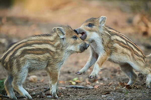 Frischling, Wildschwein (Sus scrofa) in einem Wald, Bayern, Deutschland, Europa
