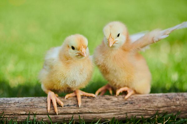 Hühnerküken (Gallus domesticus) auf Holz auf einer Wiese, Slowakei, Europa