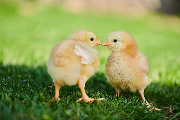 Hühnerküken (Gallus domesticus) auf einer Wiese, Slowakei, Europa