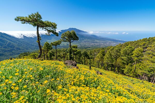 Blick vom Risco de las Cuevas zu den Vulkanen der Cumbre Nueva, Nationalpark Caldera de Taburiente, Insel La Palma, Kanarische Inseln, Spanien, Europa