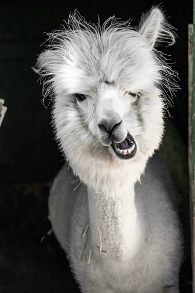 Weißes lustiges Alpaka (Vicugna pacos), siofok, balaton, Ungarn, Europa