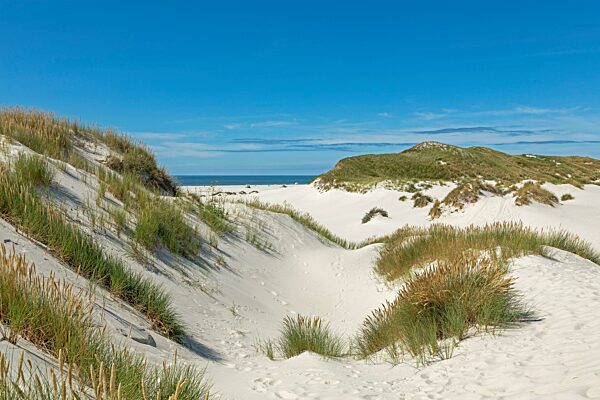Dünen, Insel Amrum, Nordfriesland, Schleswig-Holstein, Deutschland, Europa