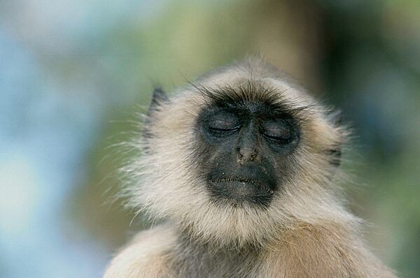 Hanuman, Langur Presbytis entellus