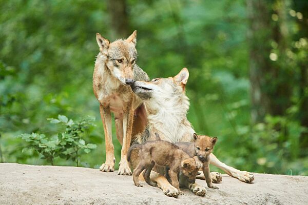 Europäischer Wolf (Canis lupus lupus), Mutter mit ihren Jungen im Wald, Hessen, Deutschland, Europa