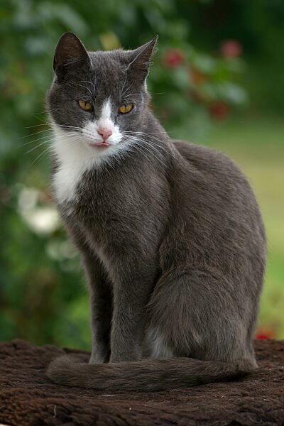 Portrait einer Hauskatze (Felis catus), Mecklenburg-Vorpommern, Deutschland, Europa