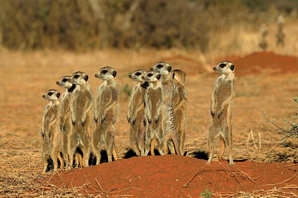 Erdmännchen (Suricata suricatta), Meerkat, adult, Gruppe, Familie, aufrecht stehend, wachsam, auf Wachposten, am Bau, Tswalu Game Reserve, Kalahari, Nordkap, Südafrika