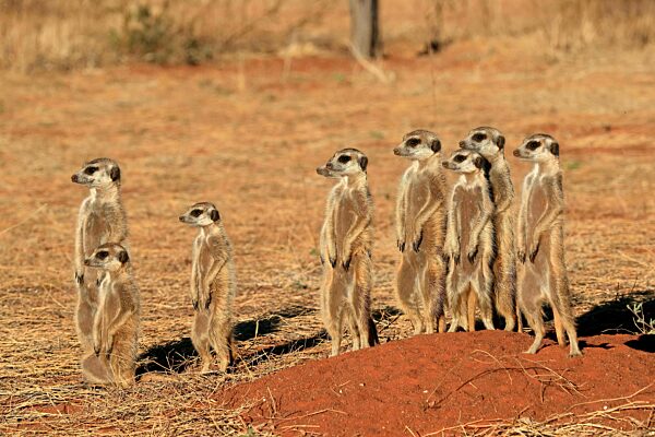 Erdmännchen (Suricata suricatta), Meerkat, adult, Gruppe, Familie, aufrecht stehend, wachsam, auf Wachposten, am Bau, Tswalu Game Reserve, Kalahari, Nordkap, Südafrika
