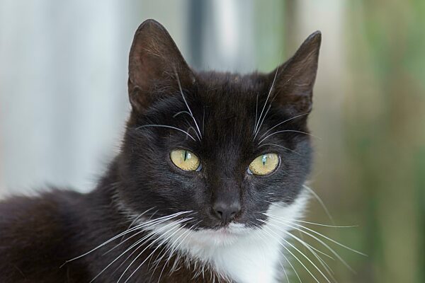 Portrait einer Hauskatze (Felis catus), Mecklenburg-Vorpommern, Deutschland, Europa
