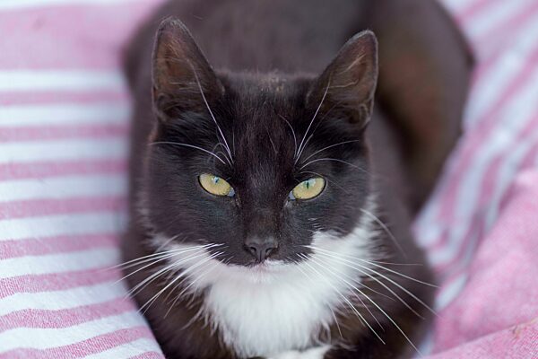 Portrait einer Hauskatze (Felis catus), Mecklenburg-Vorpommern, Deutschland, Europa