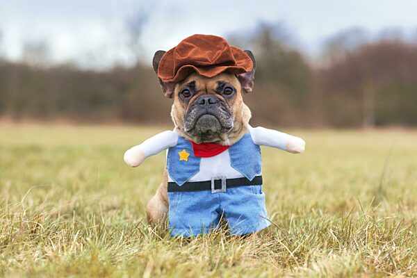 Lustige Französische Bulldogge in einem Karnevals- oder Halloween-Cowboy-Vollkörperkostüm mit falschen Armen auf einer Wiese stehend