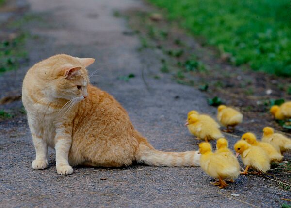 Rote Hauskatze spielt mit jungen Enten-Küken