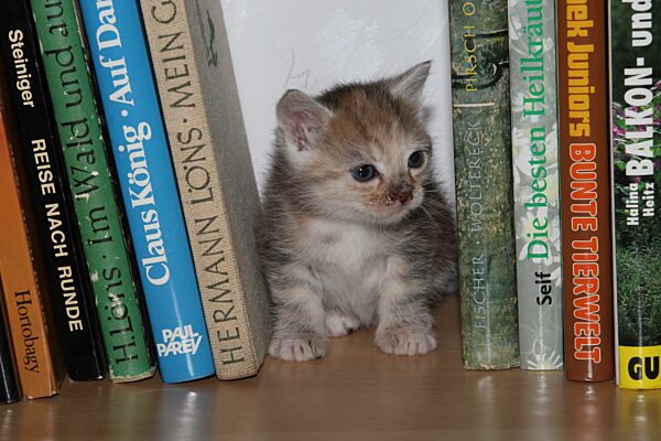 Junge Hauskatze zwischen Büchern