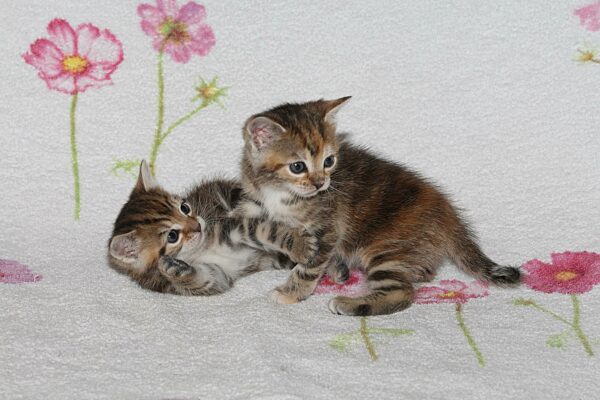 Junge Hauskatzen spielen