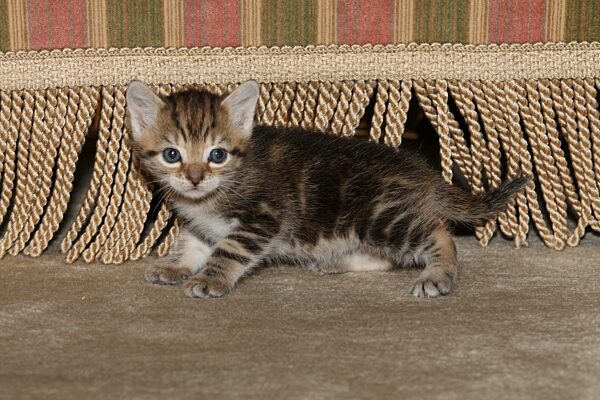 Junge Hauskatze am Sessel