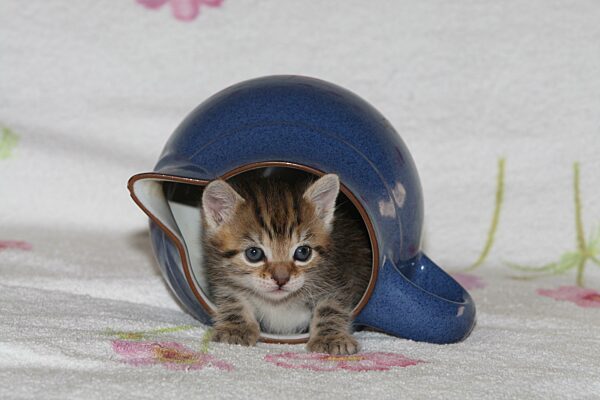 Junge Hauskatze in Teekanne