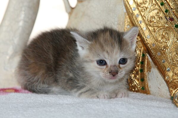 Junge Hauskatze sitzt an Buddhafigur