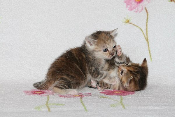 Junge Hauskatze spielen