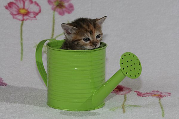 Junge Hauskatze sitzt in Gießkanne