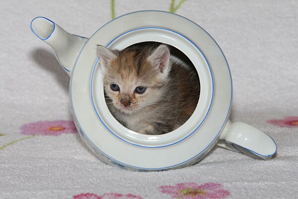 Junge Hauskatze sitzt in Teekanne