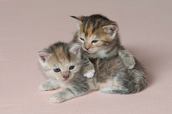 Zwei junge Hauskatzen