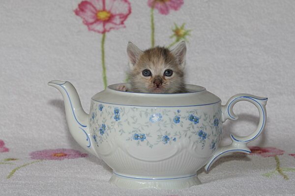 Junge Hauskatze sitzt in Teekanne