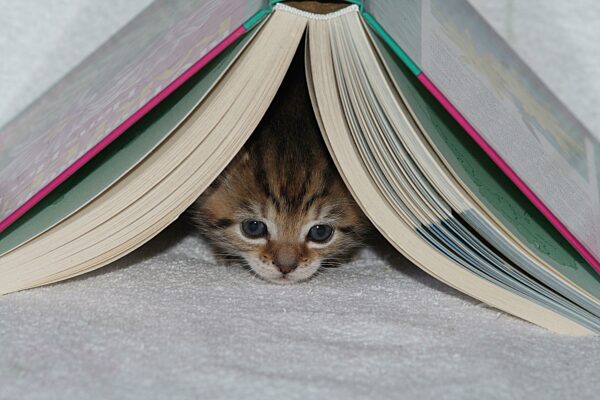 Junge Hauskatze liegt unter Buch