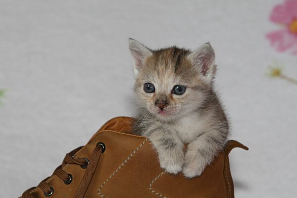 Junge Hauskatze sitzt im Schuh