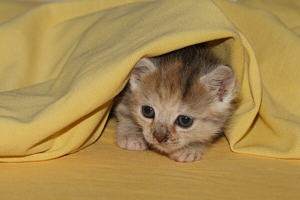 Junge Hauskatze unter gelber decke