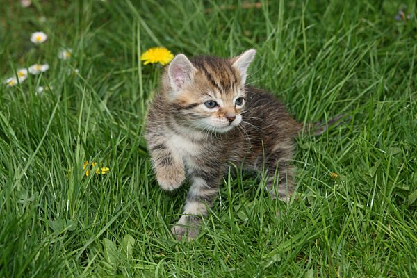 Junge Hauskatze im Gras