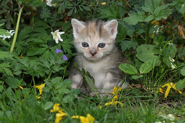 Junge Hauskatze sitzt im Gras