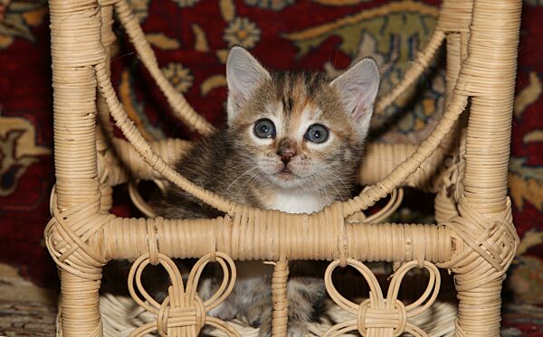 Junge Hauskatze läuft sitzt in einem Baststuhl