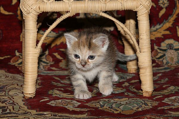 Junge Hauskatze läuft unter einem Baststuhl