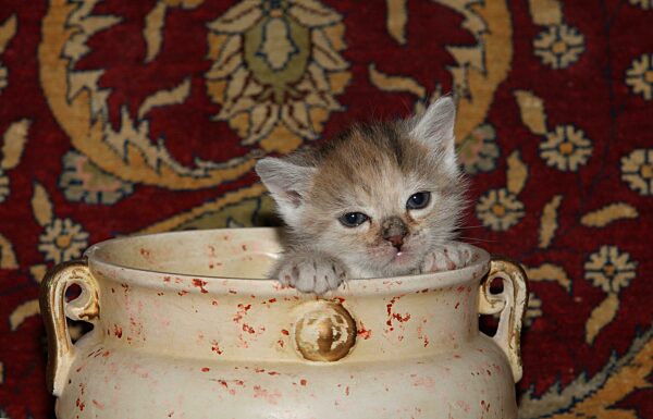 Junge Hauskatze sitzt in Vase