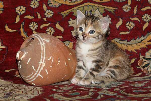 Junge Hauskatze mit Vase