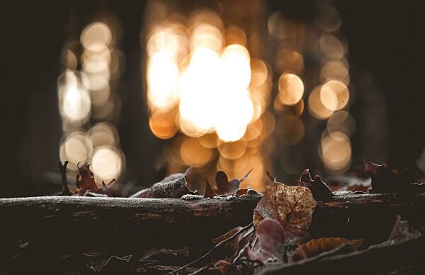 Schönes Foto in Herbstlandschaft im Wald