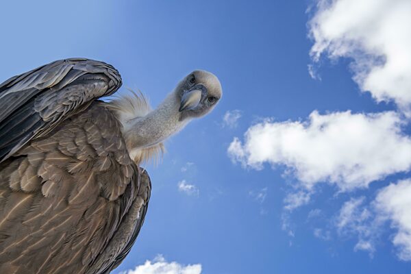 Gänsegeier (Gyps fulvus) aus der Froschperspektive auf Beute herabblickend vor blauem Himmel mit weißen Wolken