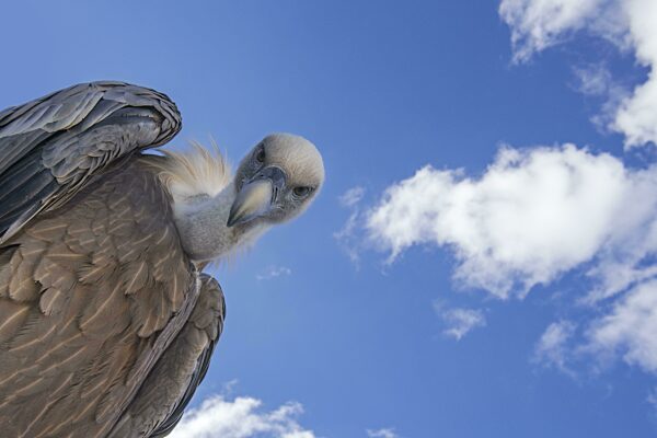 Gänsegeier (Gyps fulvus) aus der Froschperspektive auf Beute herabblickend vor blauem Himmel mit weißen Wolken