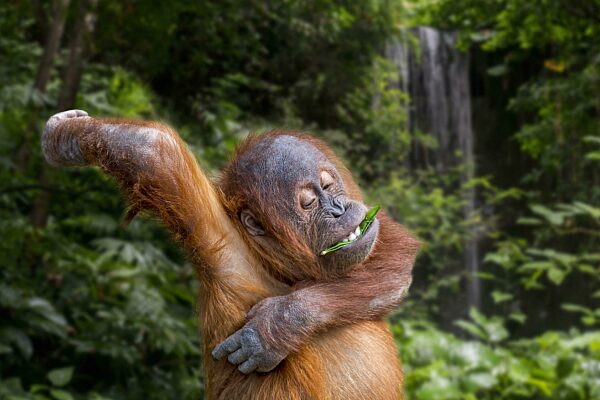 Junger Sumatra-Orang-Utan (Pongo abelii), der ein Blatt frisst, während er sich die juckende Achselhöhle kratzt, heimisch auf der indonesischen Insel Sumatra