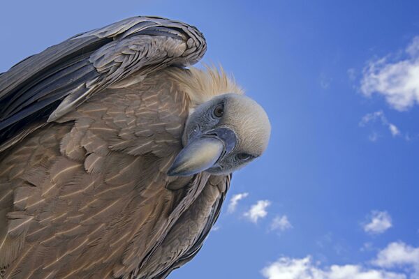 Gänsegeier (Gyps fulvus) aus der Froschperspektive auf Beute herabblickend vor blauem Himmel mit weißen Wolken