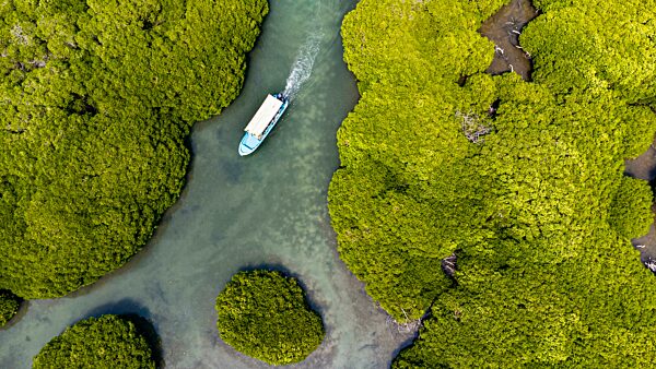 Luftaufnahme des Mangrovenwaldes, Farasan-Inseln, Königreich Saudi-Arabien