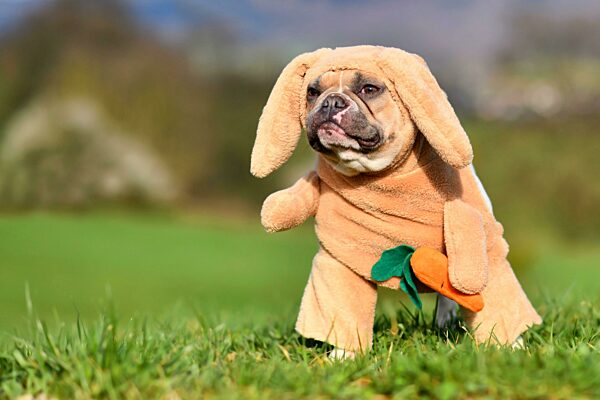 Lustiger rot gescheckter französischer Bulldoggenhund als Osterhase verkleidet, der ein Ganzkörper-Kaninchenkostüm mit hängenden Ohren und unechten Armen mit Karotte trägt