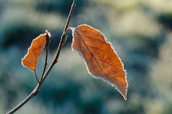 Zweig und Blatt mit Raureif, Nordrhein-Westfalen, Deutschland, Europa