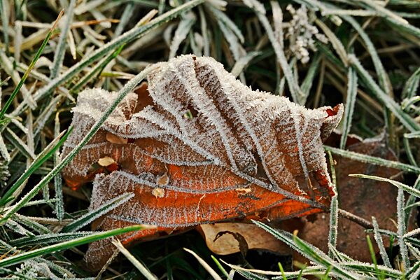 Raureif, Winterzeit, Deutschland, Europa
