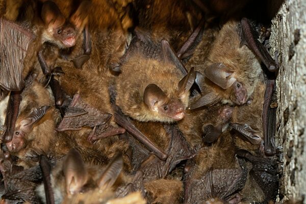 Bechsteinfledermaus einige Tiere in Vogelnistkasten hängend hersehend