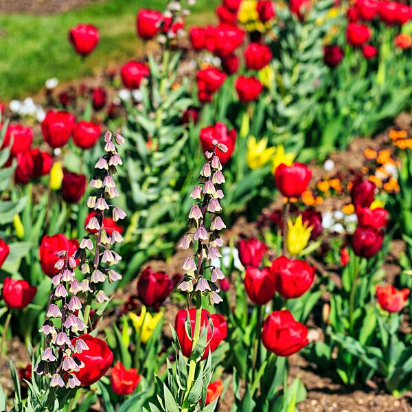 Persische Kaiserkrone (Fritillaria persica) im Tulpenbeet, Nahaufnahme, Landesgartenschau Höxter 2023, Deutschland, Europa