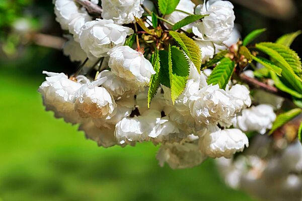 Gefüllte Kirschblüten, Nahaufnahme, Landesgartenschau Höxter 2023, Deutschland, Europa