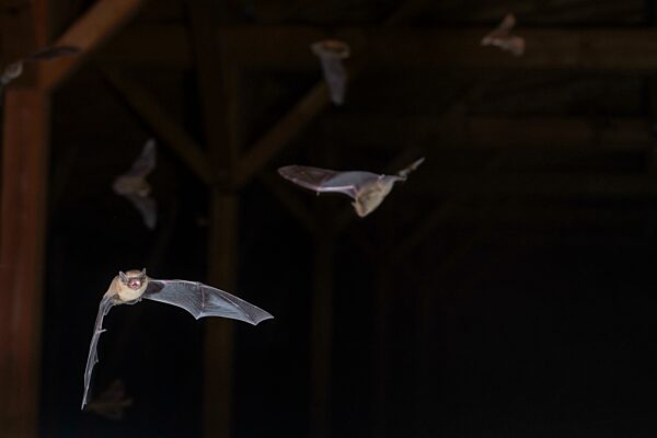 Große Bartfledermaus (Myotis brandtii), schwärmen auf dem Dachboden kurz vor dem Ausflug, Brandenburg, Deutschland, Europa