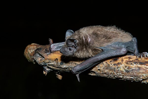 Großer Abendsegler (Nyctalus Abendsegler) Jungtier auf einem Zweig, Brandenburg, Deutschland, Europa