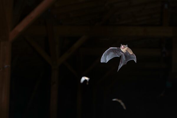 Große Bartfledermaus (Myotis brandtii), schwärmen auf dem Dachboden kurz vor dem Ausflug, Brandenburg, Deutschland, Europa