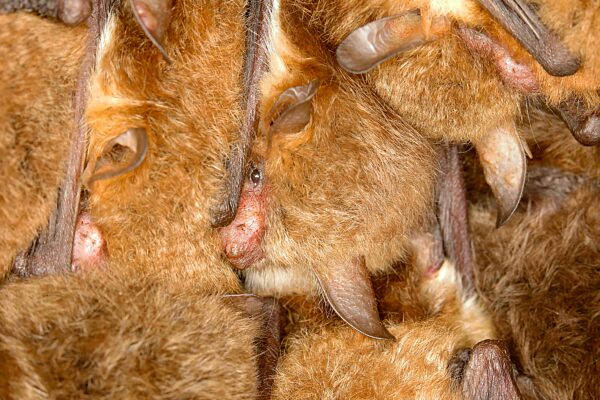 Fransenfledermaus, Fransenfledermäuse (Myotis nattereri), in einem Fledermauskasten Fledermäuse, Säugetiere, Tiere, Neunkirchen im Siegerland, Nordrhein-Westfalen, Deutschland, Europa